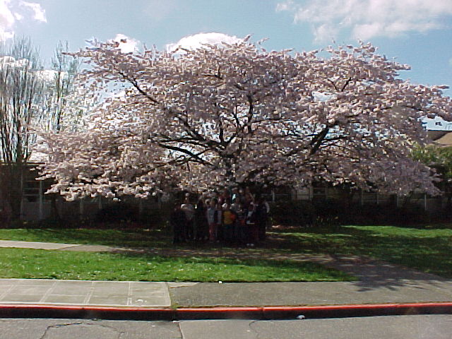 tree